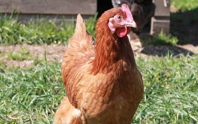 مرغ بومی تخمگذار اصلاح نژاد شده - سپید طیور